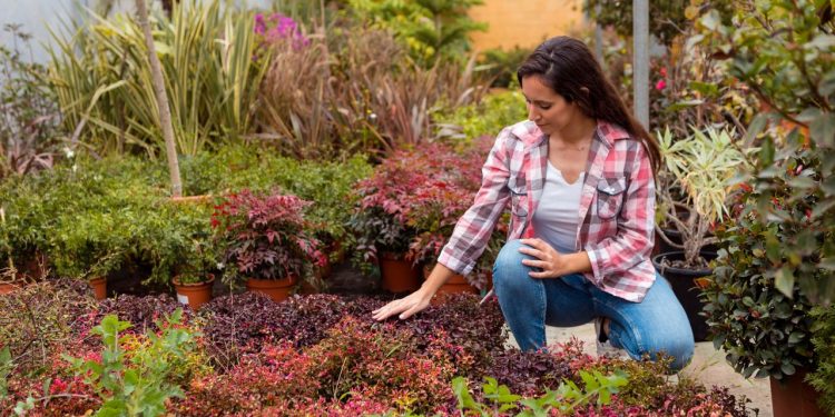 Landscaping on a Budget: Creating a Beautiful Yard Without Breaking the Bank