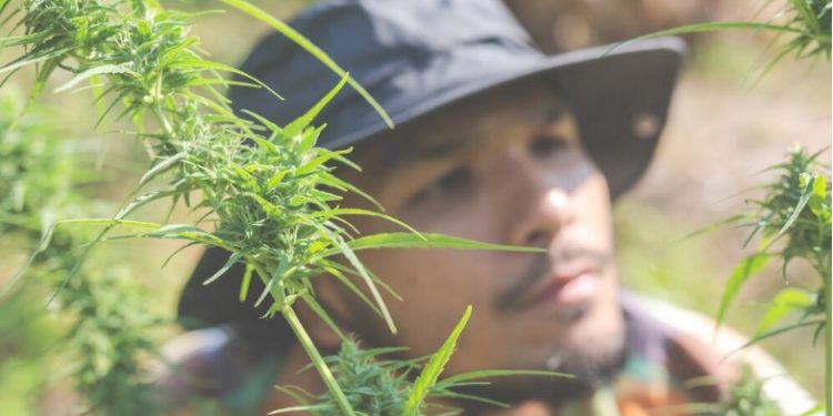 A Guide to Growing and Enjoying Kali Mist Cannabis