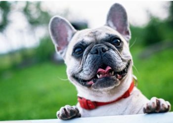 Why Is My French Bulldog Losing Hair?