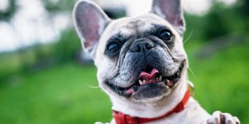 Why Is My French Bulldog Losing Hair?