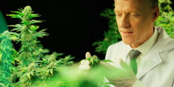 Does CBD Work? Unveiling The Facts & Myths