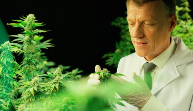 Does CBD Work? Unveiling The Facts & Myths