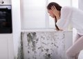 Addressing Hidden Mold: Tips for Detection and Removal in Mississauga Properties