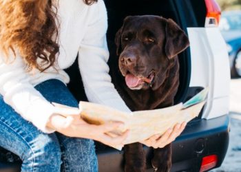Solar Eclipse With Pets: Safety Concerns & Health Issues.