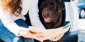 Solar Eclipse With Pets: Safety Concerns & Health Issues.