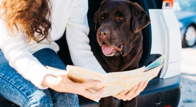 Solar Eclipse With Pets: Safety Concerns & Health Issues.