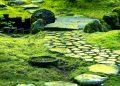 Embracing Green Serenity: Exploring the Beauty of Live Moss