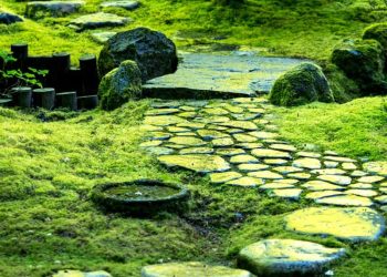 Embracing Green Serenity: Exploring the Beauty of Live Moss