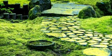 Embracing Green Serenity: Exploring the Beauty of Live Moss
