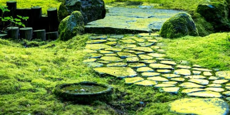 Embracing Green Serenity: Exploring the Beauty of Live Moss