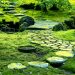 Embracing Green Serenity: Exploring the Beauty of Live Moss