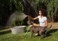 Keeping Fairfield Fresh: Why Dog Poop Cleanup Services Are on the Rise