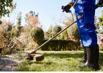 Tree Trimming Near Me in Lawrence, MA: Enhancing Safety and Curb Appeal