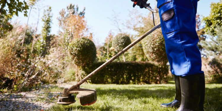 Tree Trimming Near Me in Lawrence, MA: Enhancing Safety and Curb Appeal